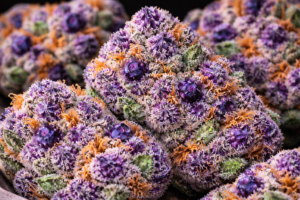 Candy Mochi Weed Strain