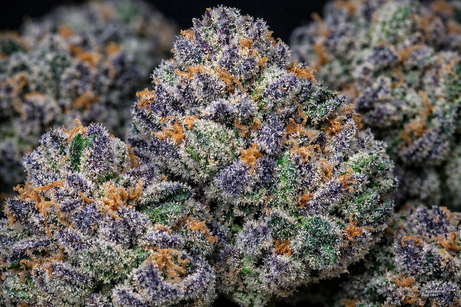 Animal Face Weed Strain