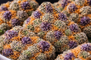 Trufflez Weed Strain