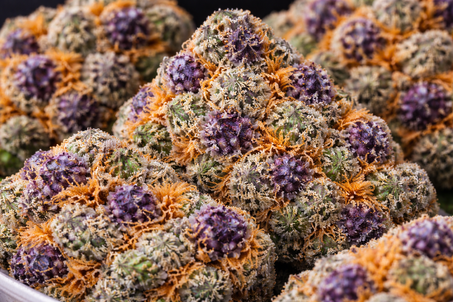 Trufflez Weed Strain