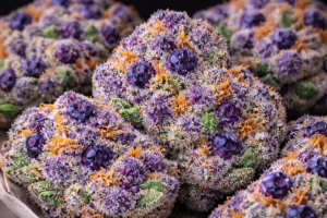 Blueberry Muffins weed strain