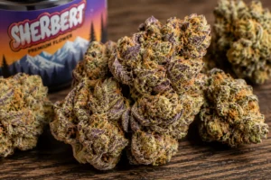 Sherbert (aka Sherbet, Sunset Sherbet/Sherbert) is an indica-dominant hybrid bred by Mr. Sherbinski, crossing Girl Scout Cookies and Pink Panties. It has a sweet, dessert-like flavor of skunky citrus, berry, and honey, with a purple-tinged, frosty appearance.